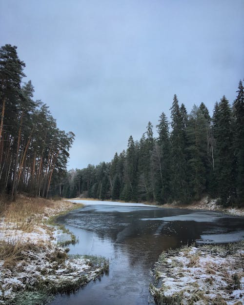Stream in a Coniferous Forest 