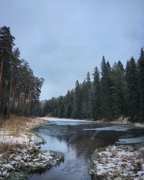 Free Capture of a tranquil river flowing through a snowy coniferous forest in Estonia. Stock Photo