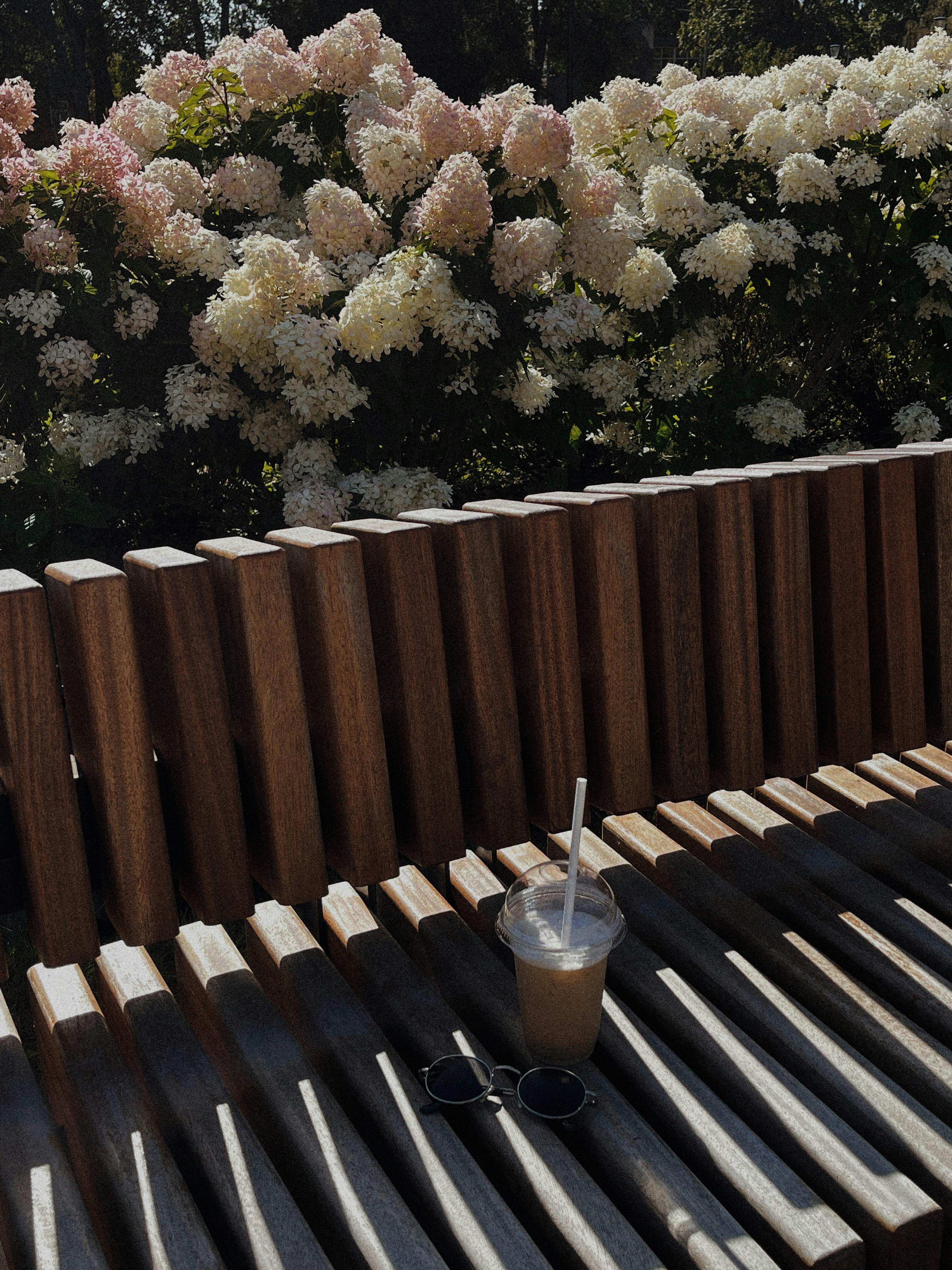 A wooden bench with iced coffee and sunglasses amidst blooming hydrangeas in sunlight.