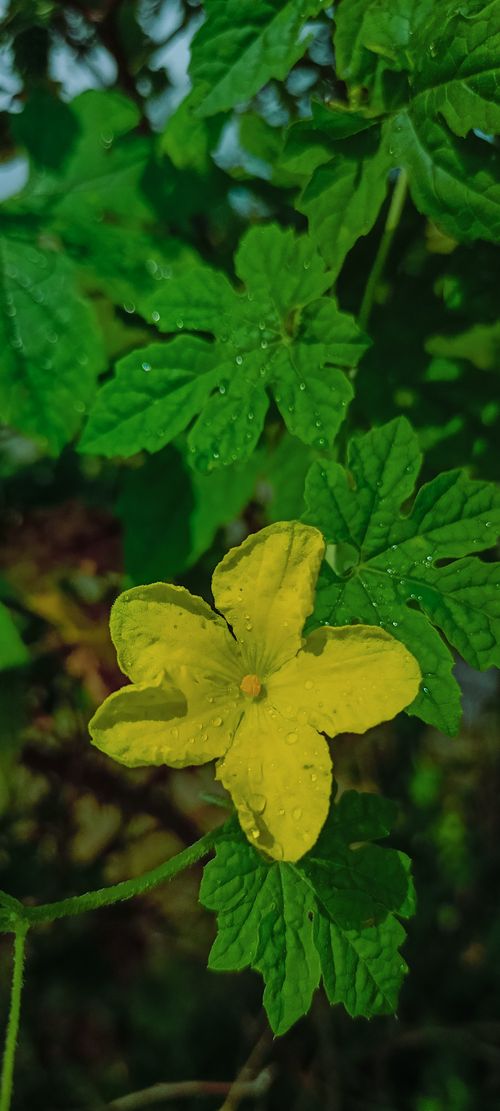 Free bitter gourd yellow flower.  Stock Photo