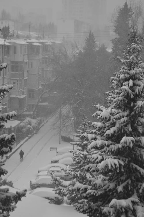 Street by the Coniferous Trees in Winter in Black and White 