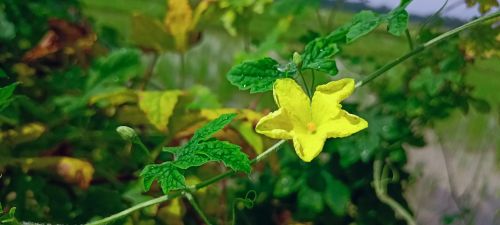 Free bitter gourd flower and leaf . Stock Photo