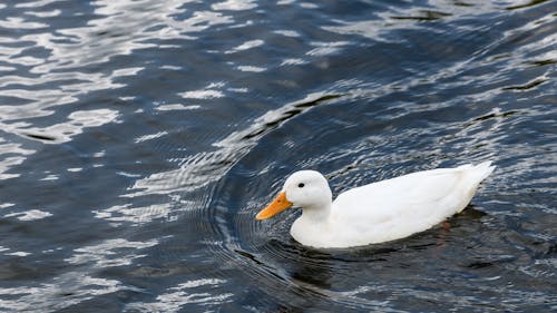 White Duck in Water