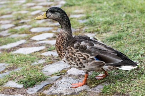 Free Close-up of a mallard duck walking on a cobbled path in Hamburg, showcasing its natural beauty. Stock Photo