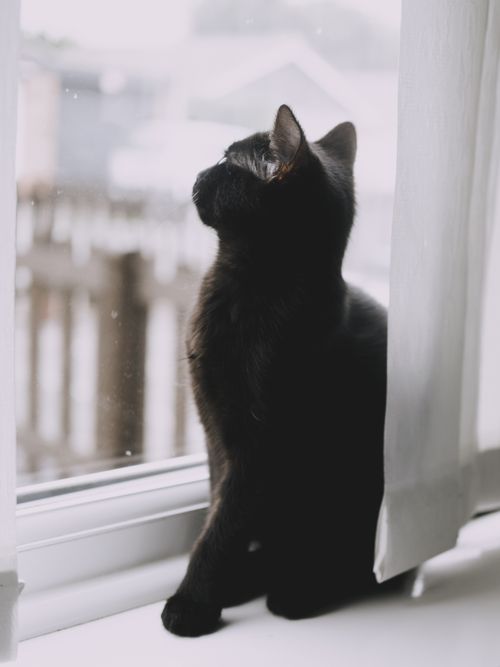 Free A serene black cat sitting on a windowsill, gazing outside on a calm day. Stock Photo