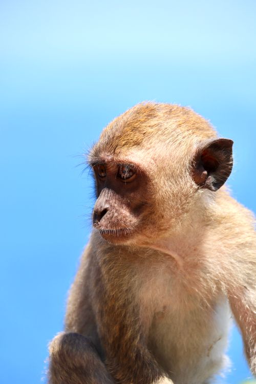 Free Captivating portrait of a monkey against a vibrant blue sky in Bali, Indonesia Stock Photo