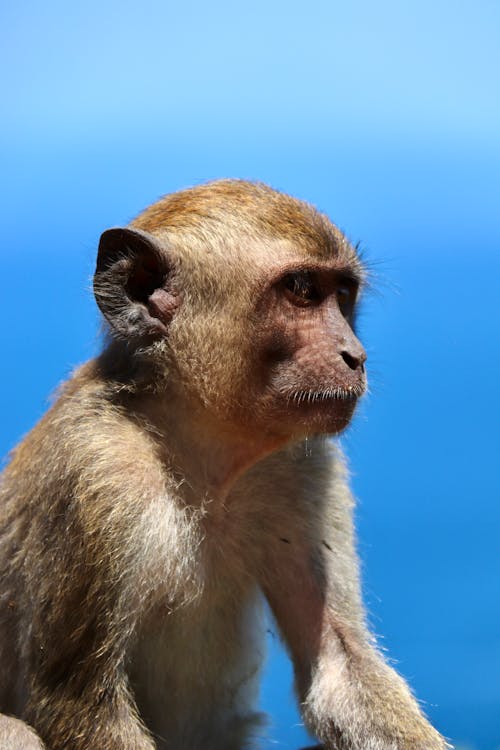 Macaco Branco E Preto Em Fundo Preto · Foto profissional gratuita