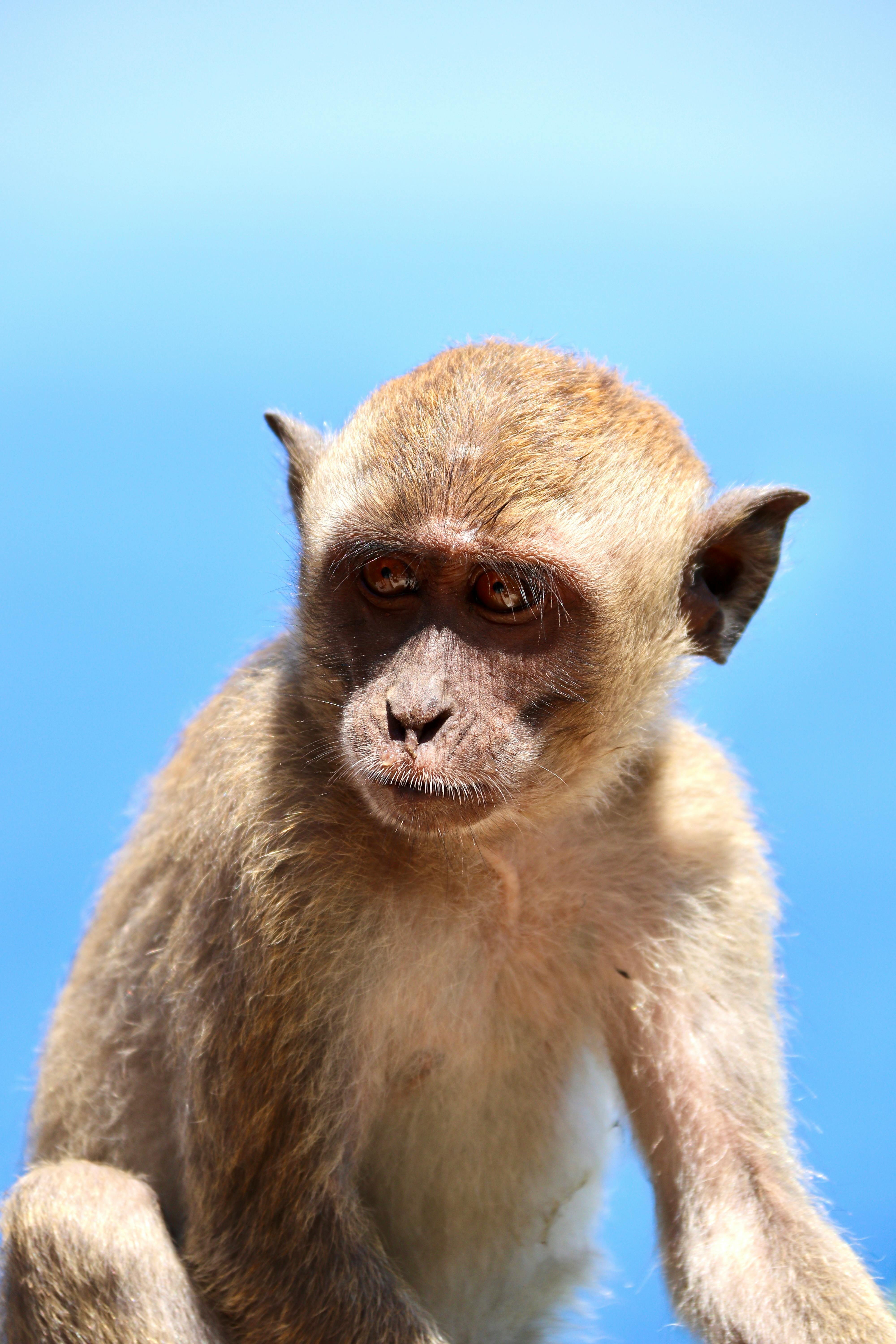 3.000+ melhores imagens de Macaco · Download 100% grátis · Fotos  profissionais do Pexels