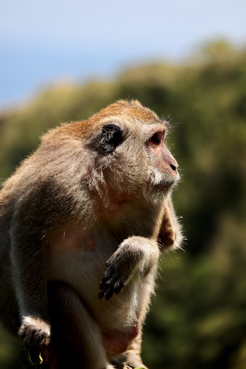 Fotografia Com Foco Seletivo De Macaco Branco E Preto · Foto profissional  gratuita