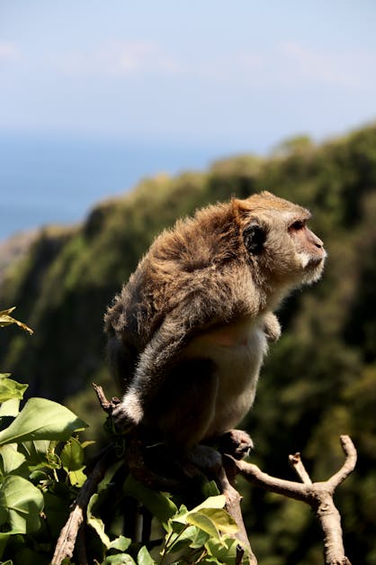 Monkey with wild furr · Free Stock Photo