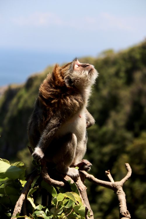 Free A Balinese macaque sits on a branch under the sun, showcasing natural wildlife in Bali. Stock Photo