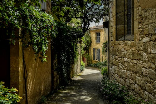 Ivy in a Narrow Alley