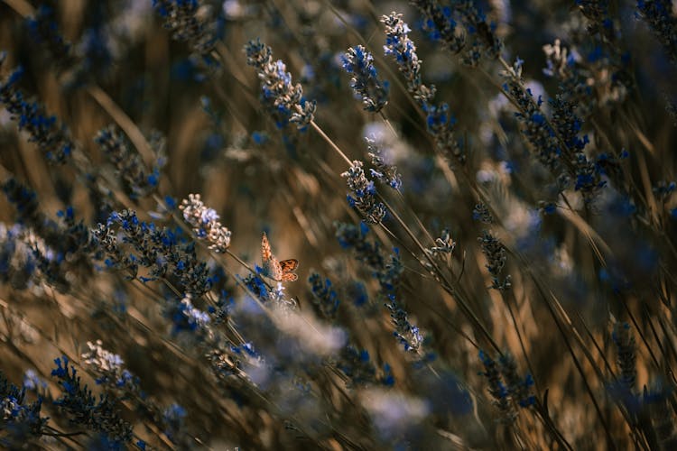 Wildflowers And Butterfly