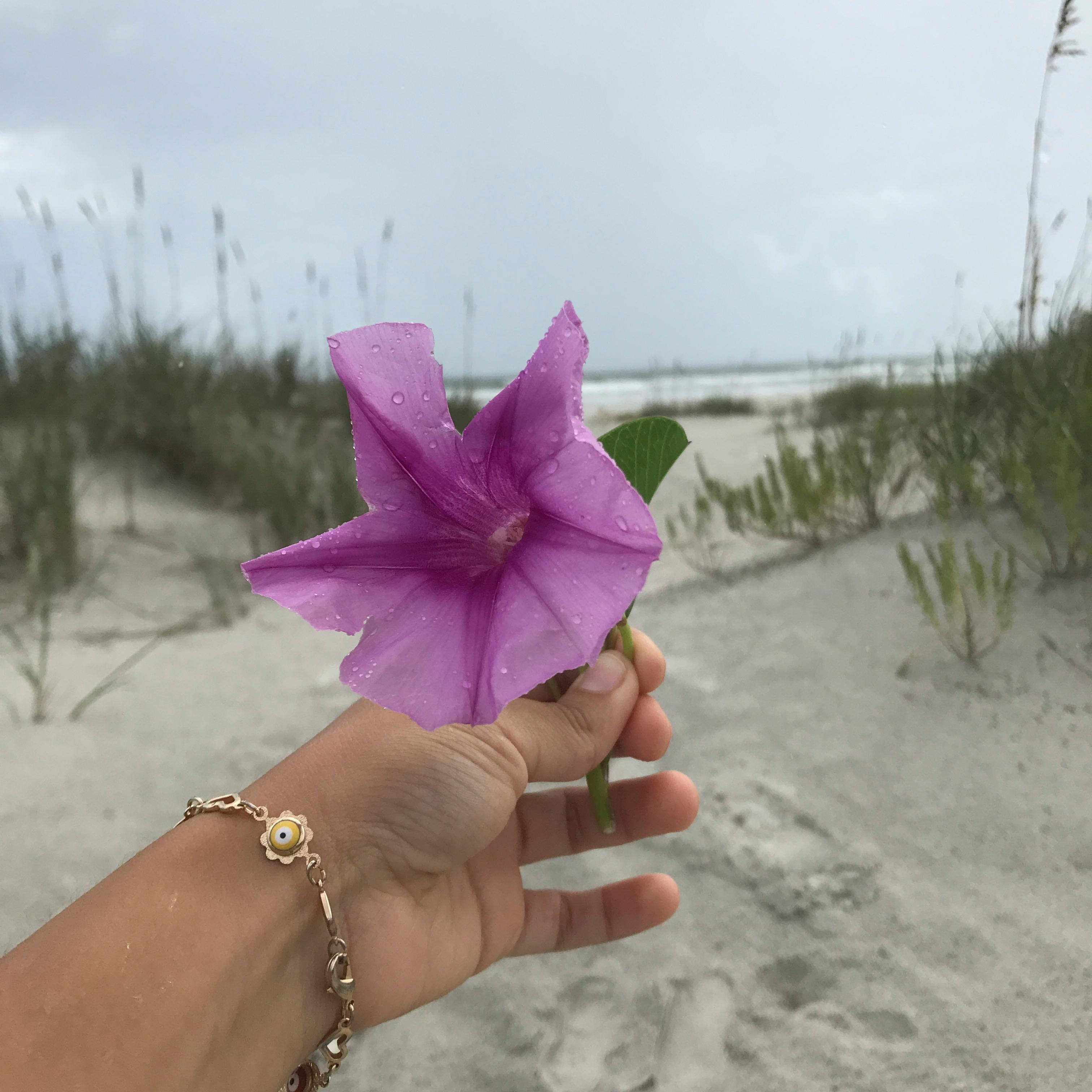 Free stock photo of gold bracelet, pretty purple flower in hand over beach