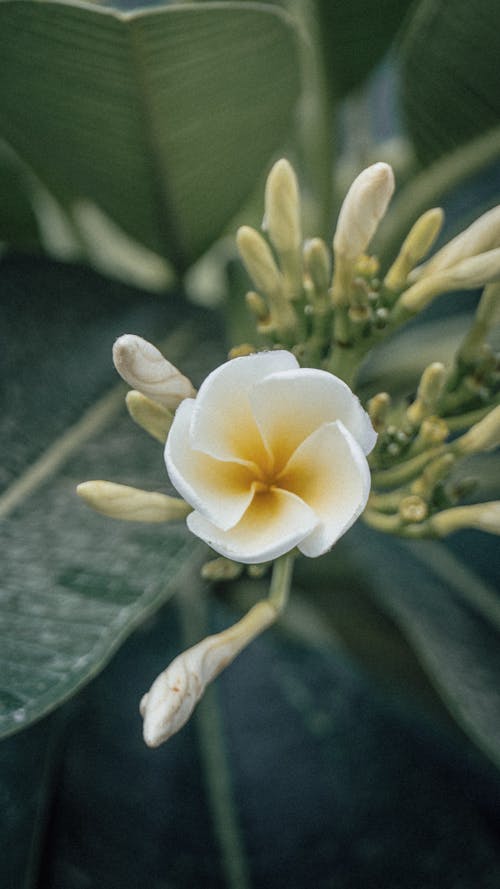 White Flower in a Garden