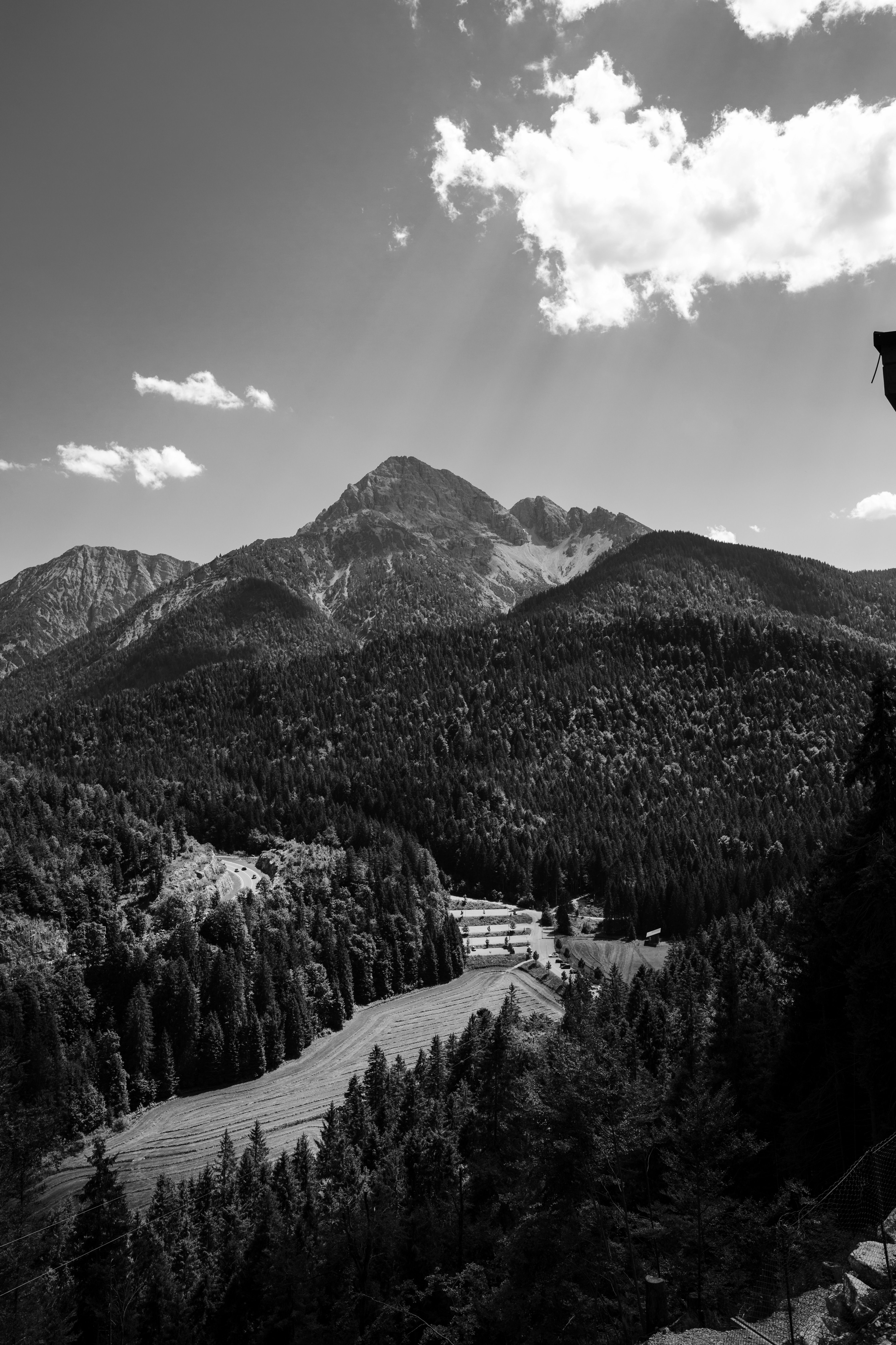 Trees in a Mountain Valley in Black and White · Free Stock Photo