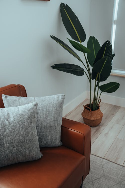 Potted Plant Decorating Living Room