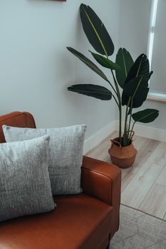 Minimalist living room with leather sofa and lush potted plant, creating a cozy atmosphere.