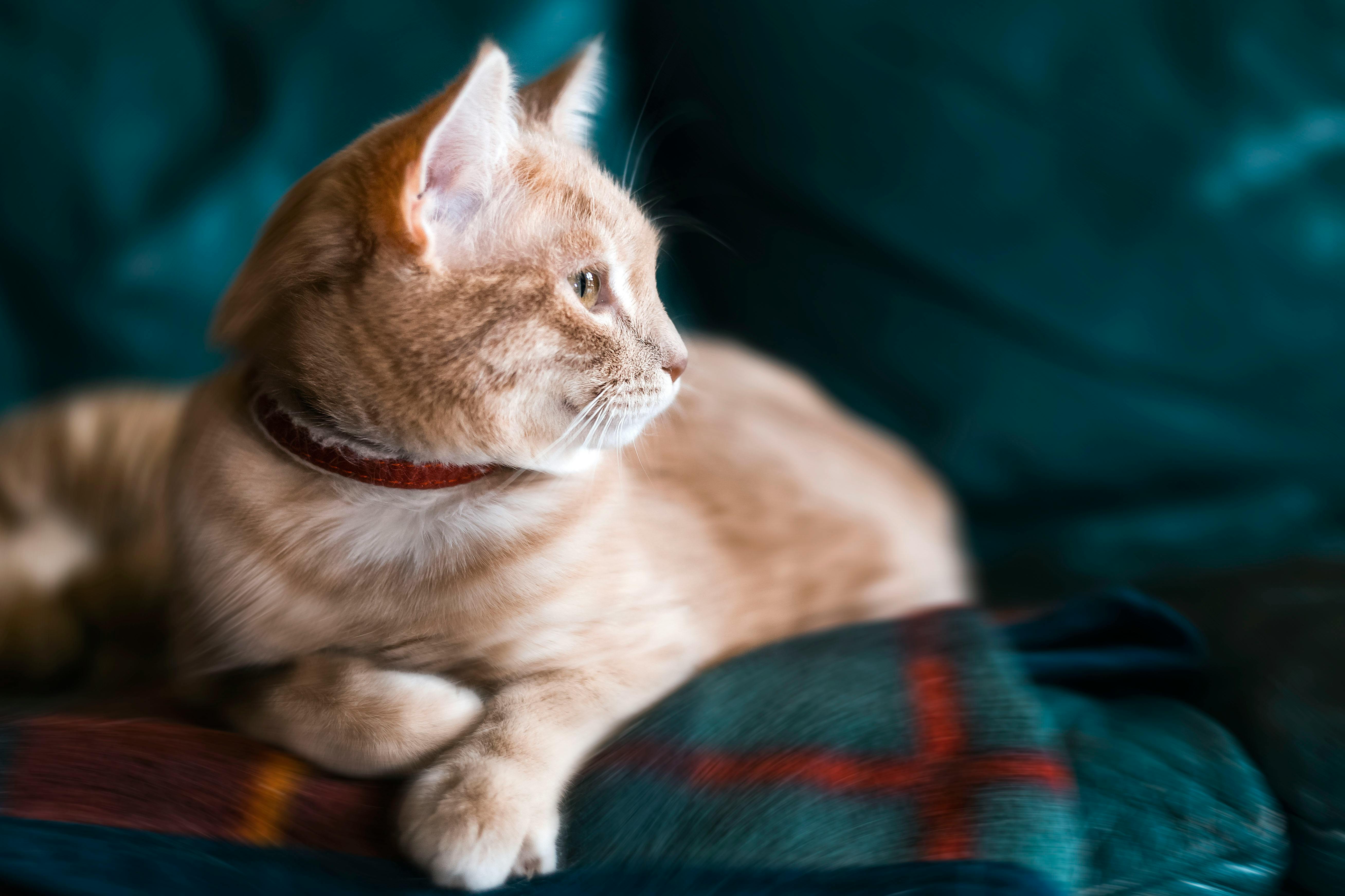 orange tabby cat with red collar on green sofa