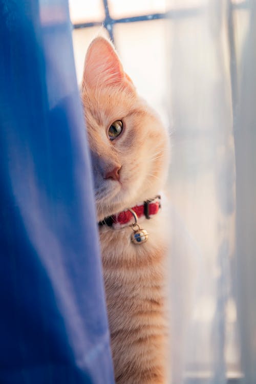 무료 창 커튼 뒤에 주황색 줄무늬 고양이 스톡 사진