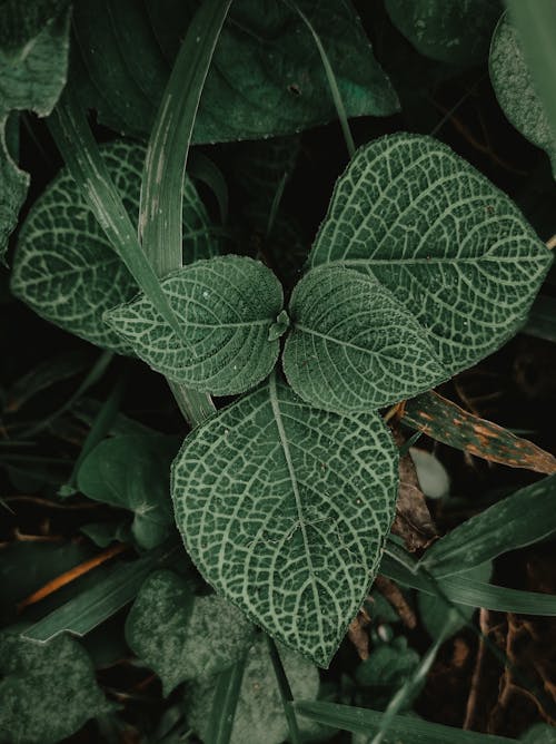 나뭇잎, 성장, 수직 쐈어의 무료 스톡 사진