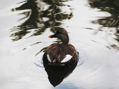 Free Captivating view of a spot-billed duck gracefully afloat in a tranquil Bengaluru lake. Stock Photo