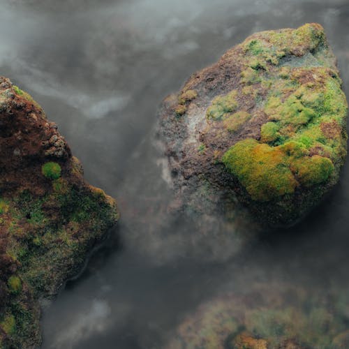 Moss Growing on Rocks
