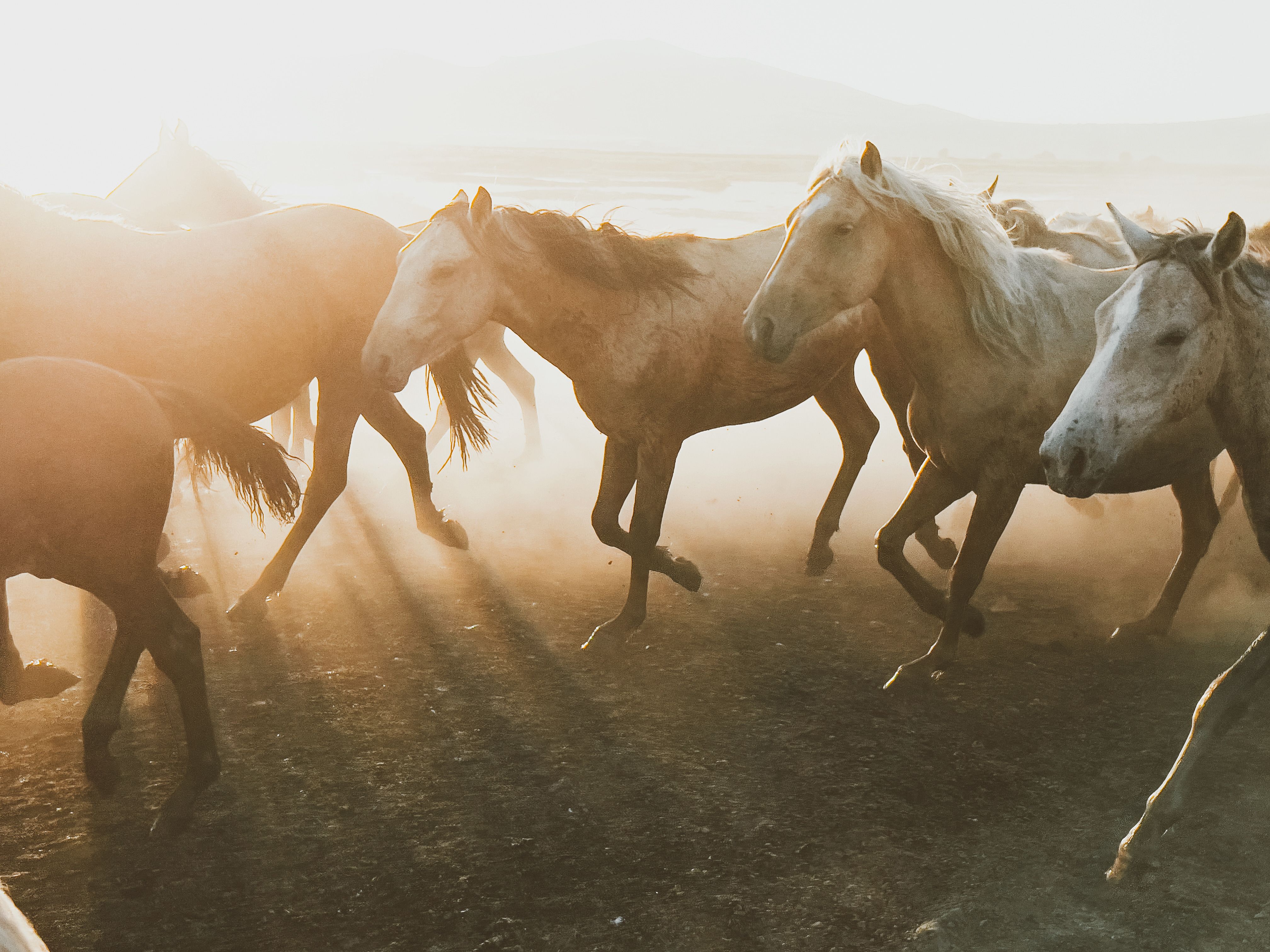 Bluewater Brumbies