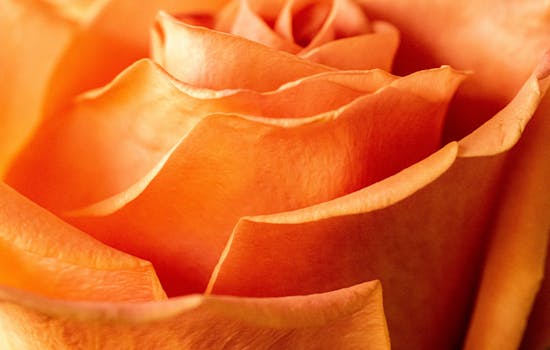 Detailed macro shot of a vibrant orange rose with delicate petals, showcasing natural beauty.