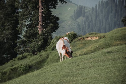 Cow Grazing in Mountains