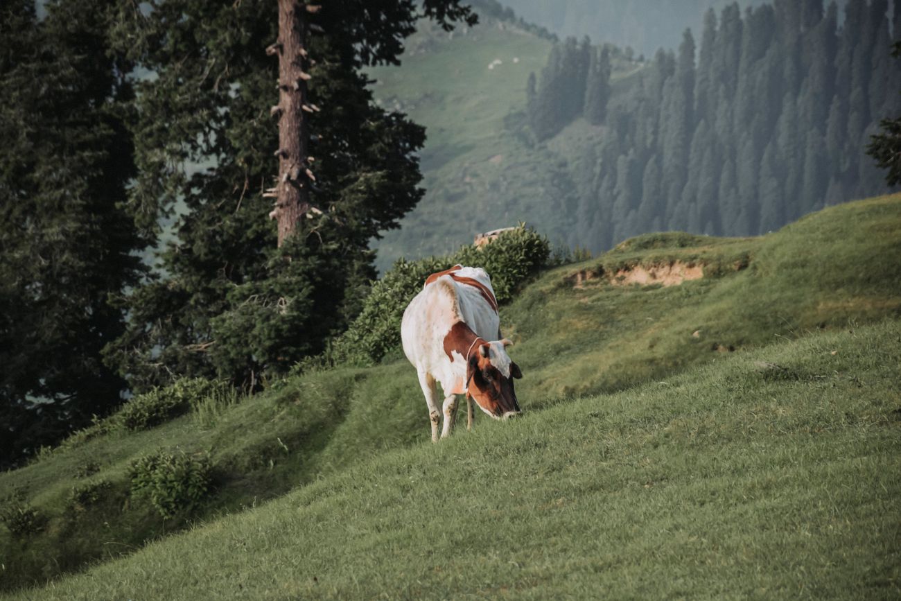 Valley Highlights with Yusmarg – 7 Days — photo 2 of 3