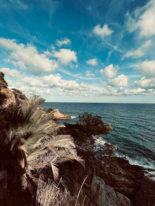 Imagine de stoc gratuită din arbori, coastă, fotografie cu drona