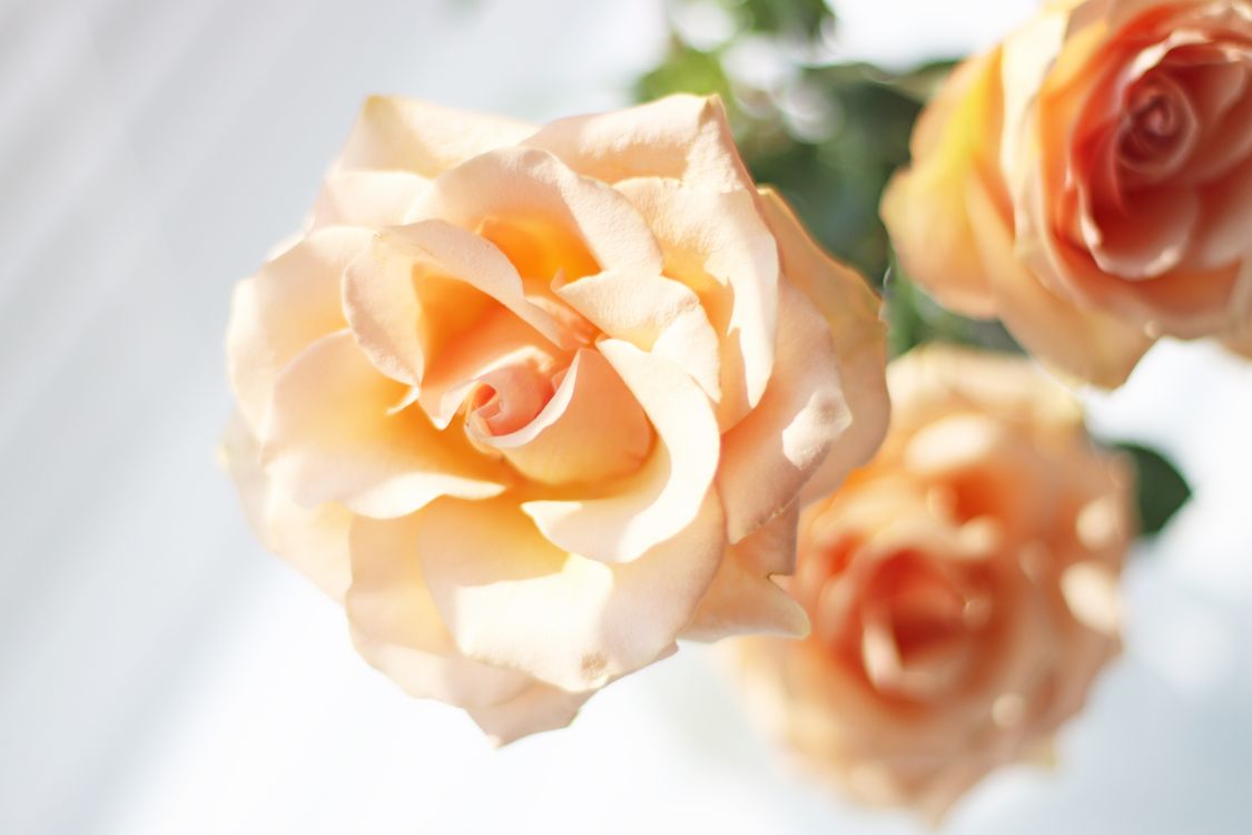 Peach Roses Fresh Decorative Peach Roses · Free Stock Photo