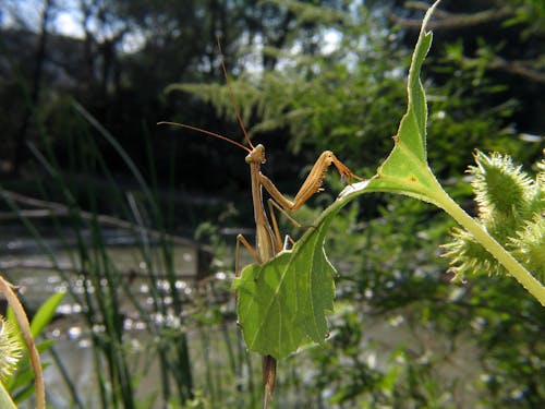 A Mantis Sitting on a Leaf 