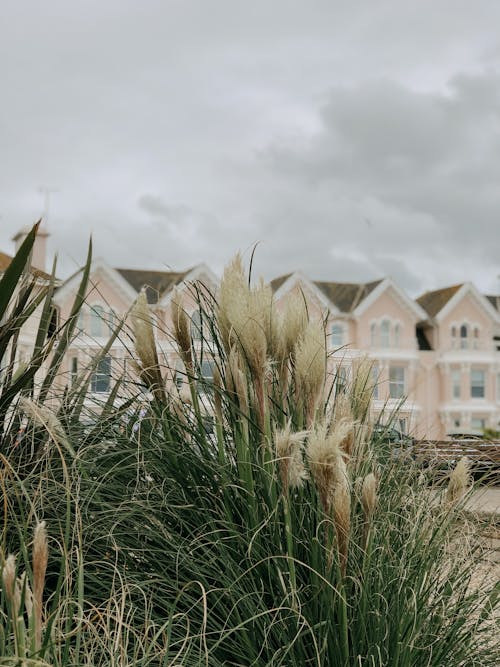 Grass in Seaside