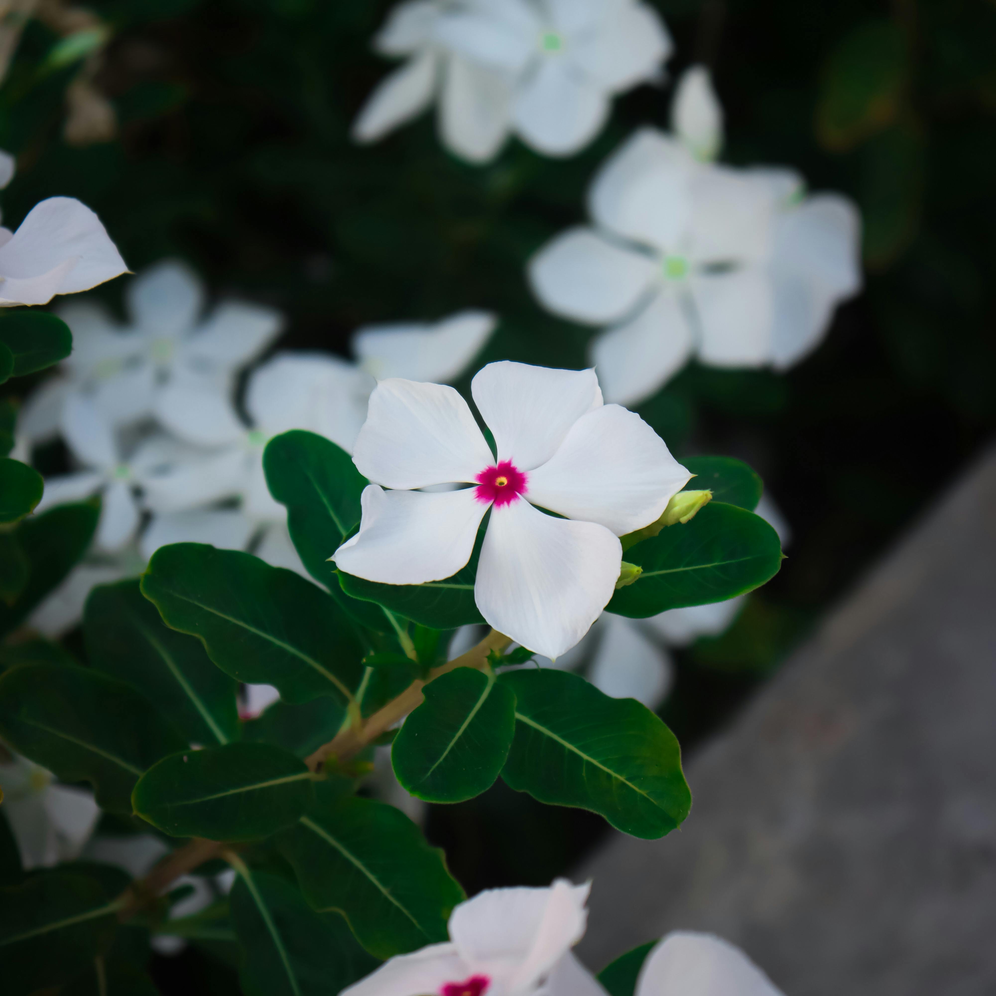 White flowers with red center in a green plant · Free Stock Photo