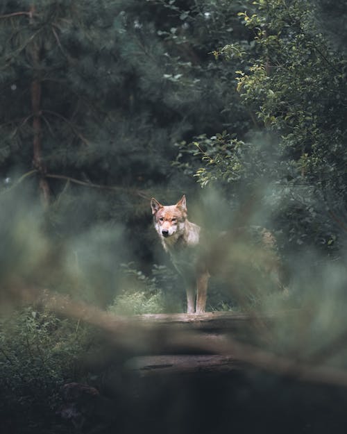 Wolf Standing at the Edge of the Forest