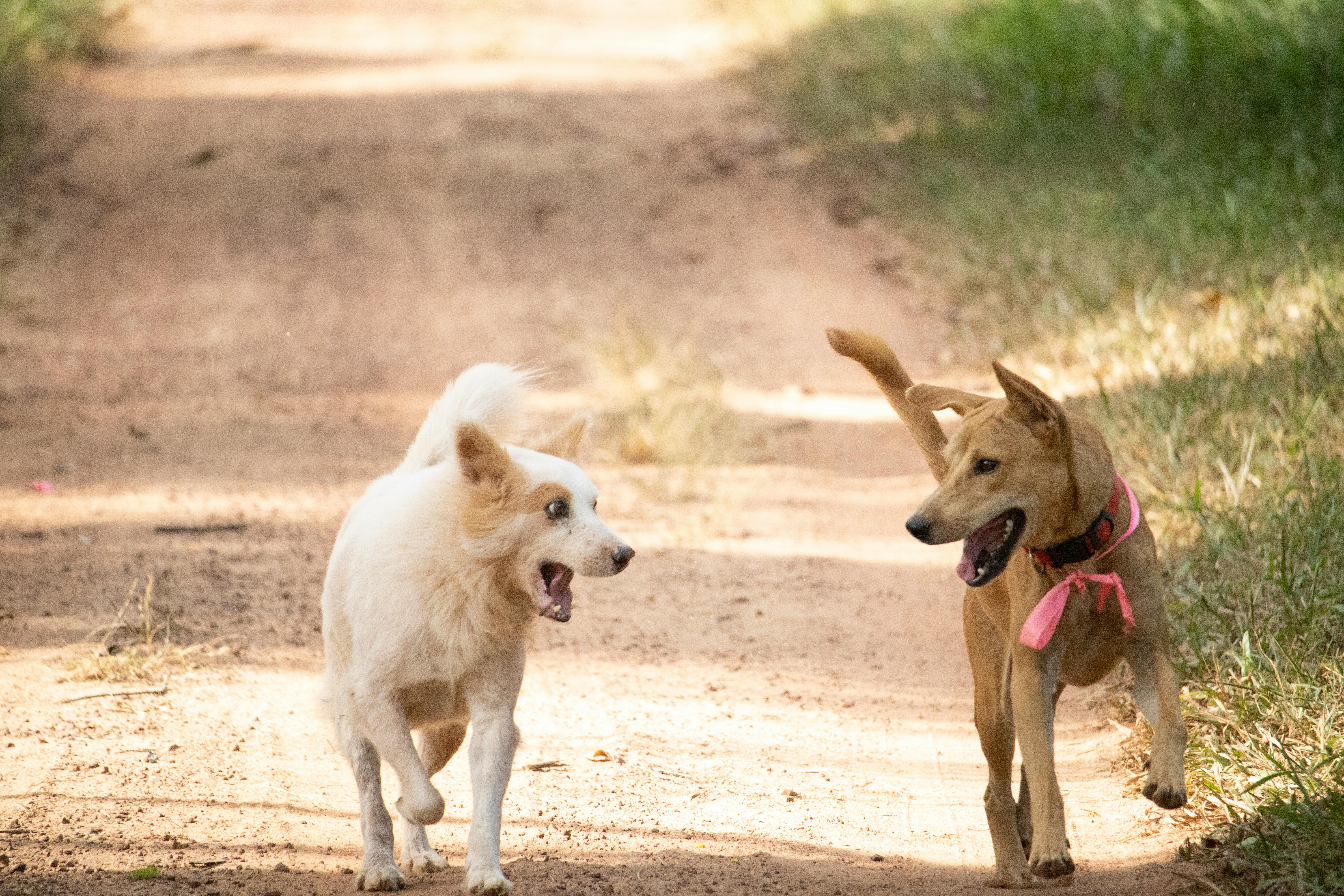 Two Happy Dogs on Dirt Road