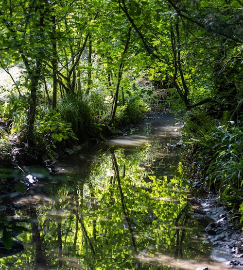 Kostnadsfri bild av bäck, flod, gröna träd