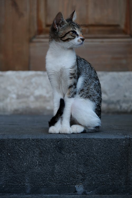 Gratis arkivbilde med dyrefotografering, katt, nærbilde