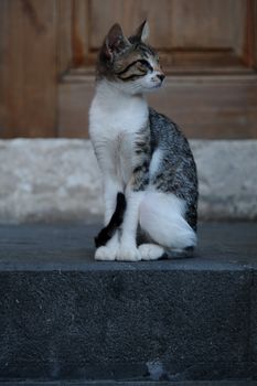 A curious tabby cat sits gracefully on outdoor stone steps.