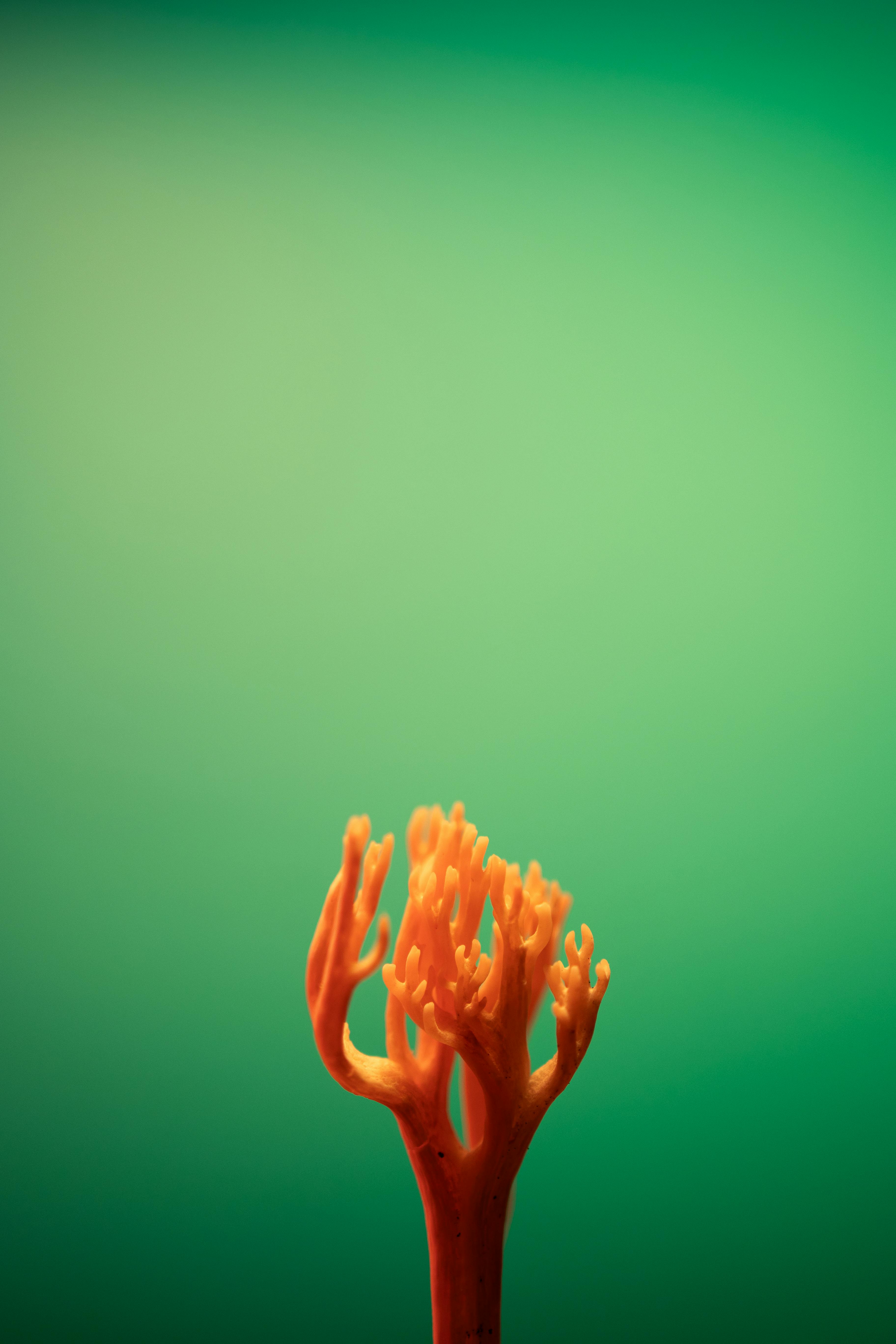 Gratis Immagine gratuita di acido, albero, ambiente Foto a disposizione