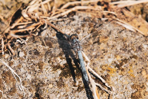 Základová fotografie zdarma na téma detail, fotografie divoké přírody, hmyz