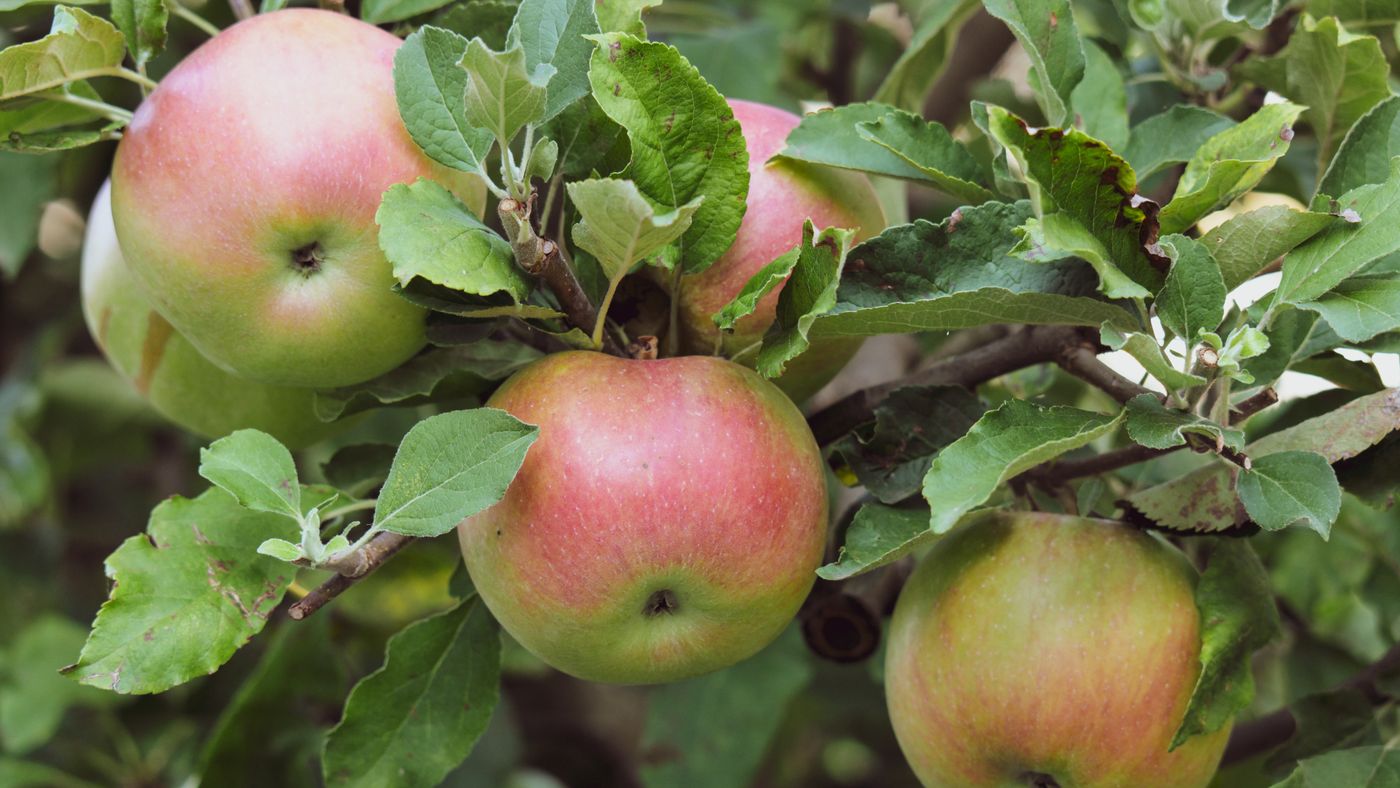 Getting Three Honest Bids: The Apples-to-Apples Way to Hire