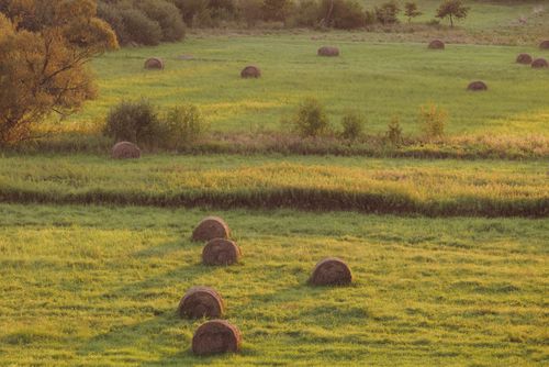 Free Peaceful rural scene of hay bales on a grassy field at sunrise. Stock Photo