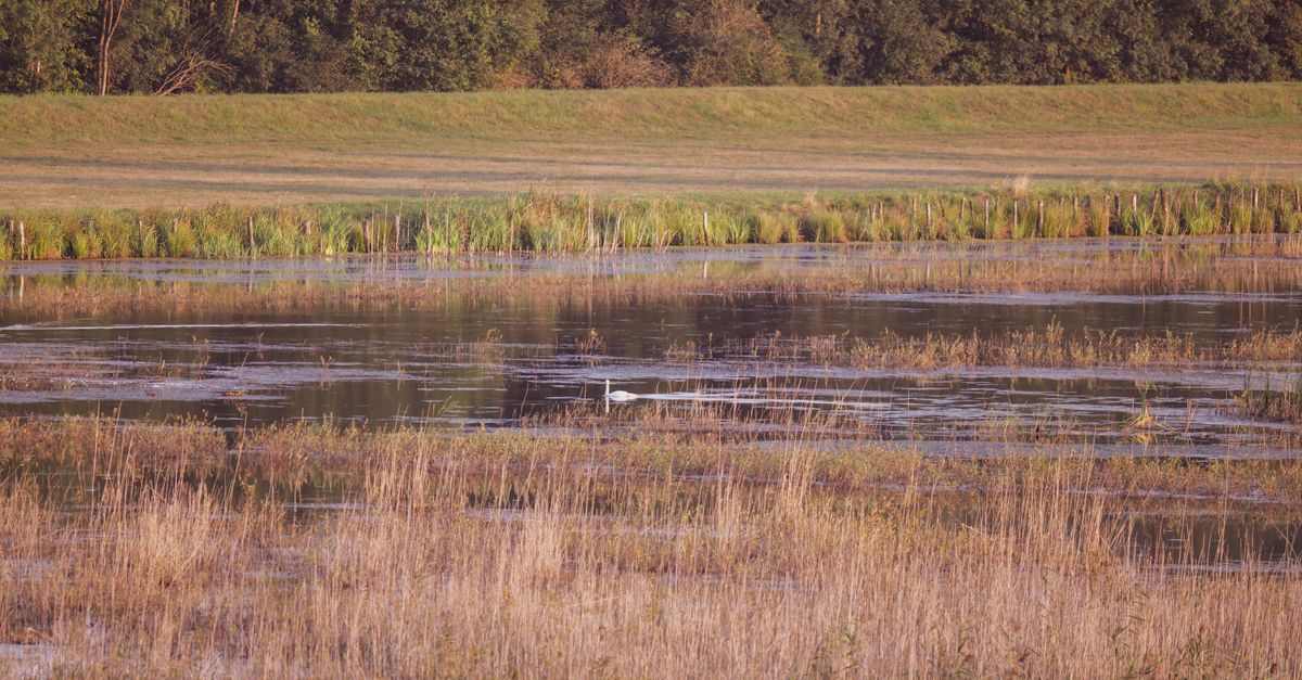 Lake Rushes Rushes on Lake · Free Stock Photo