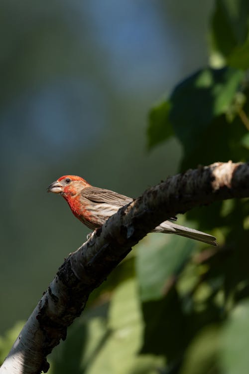 Free stock photo of birds, hd, house finch