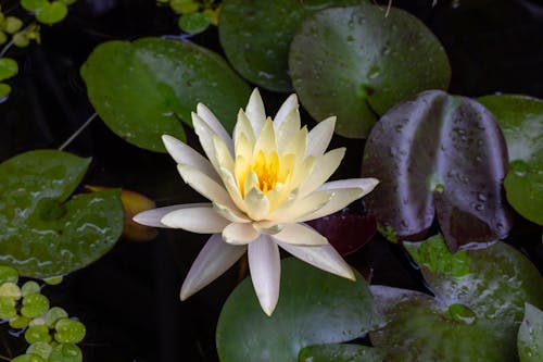 Foto profissional grátis de água lilly, amarelo, flores