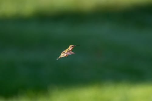 Immagine gratuita di colibrì, fauna selvatica, hd