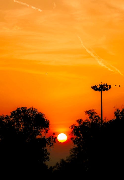 Photos gratuites de arbres, brillant, ciel orange